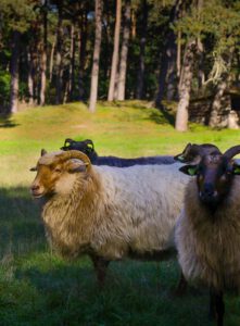 Schapen bij de Schaapskooi