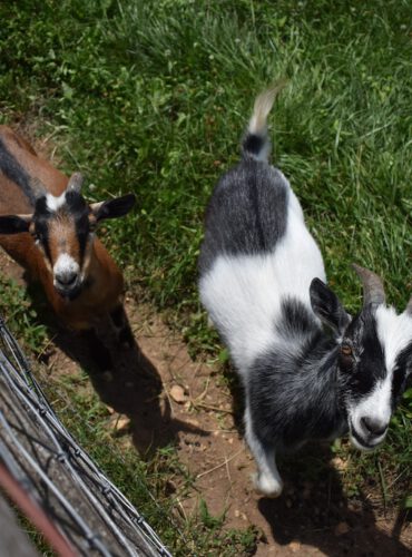 De leukste kinderboerderijen van Utrecht